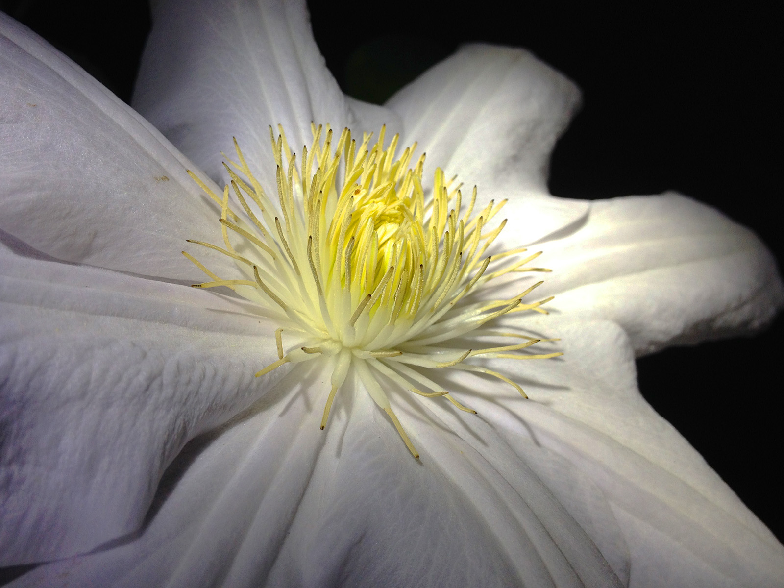 03 Clematis_1_col